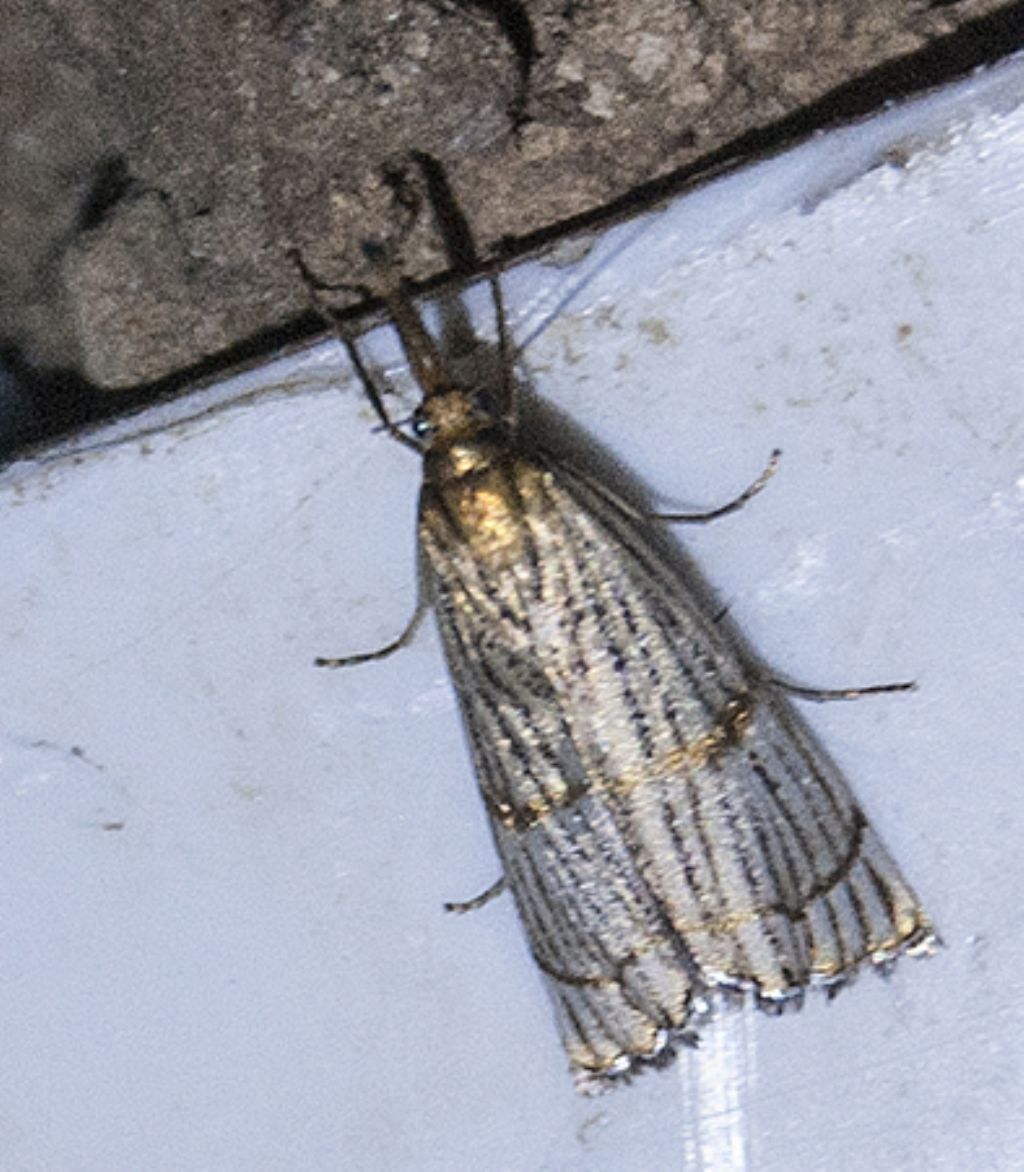 Crambidae: Chrysocrambus cassentiniellus